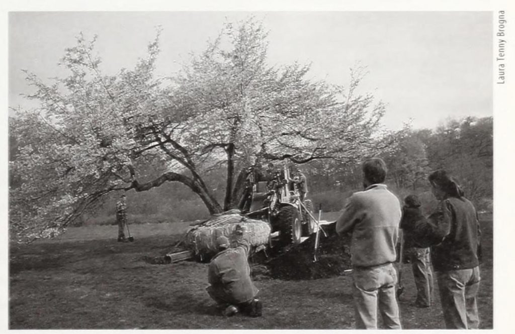 team of workers removing a cherry tree