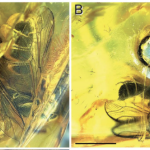 photos of Cyrtinella flavinigra