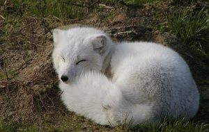 Arctic fox lies down in a earthy hollow with it's tail curled around it.
