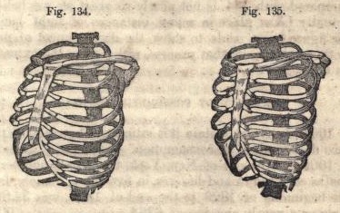 Here's How Corsets Deformed The Skeletons Of Victorian Women