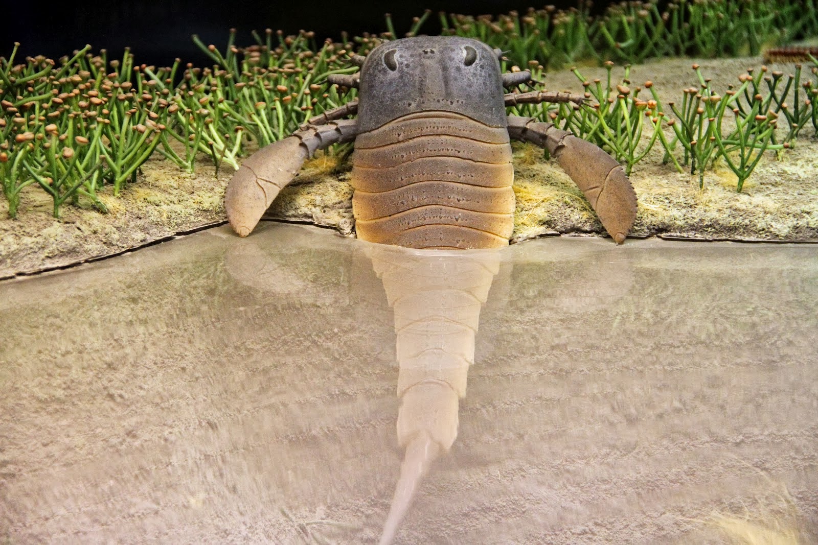 eurypterus fossils