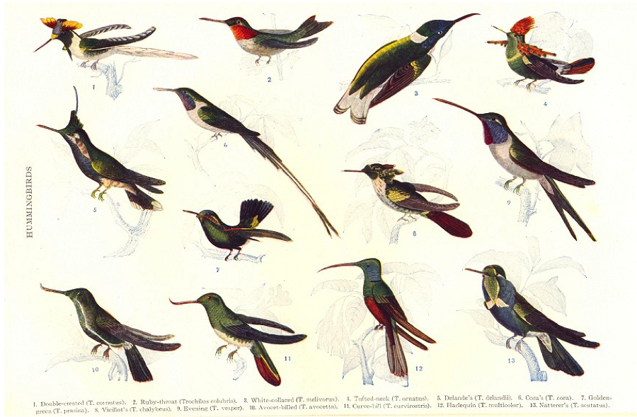 Half Tailed Hummingbird Original c1840 hand coloured bird print in mount
