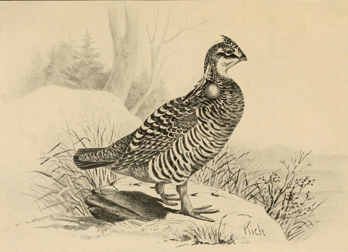 Can We Learn From the History of the Heath Hen?