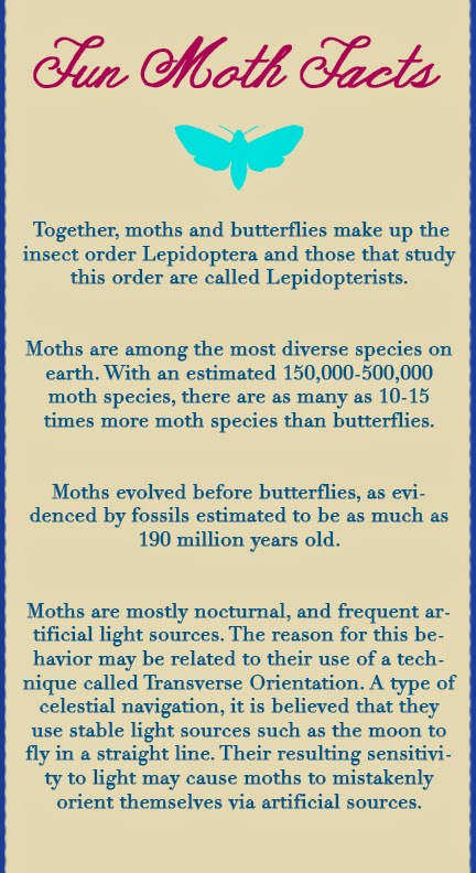 The Moth, Blog