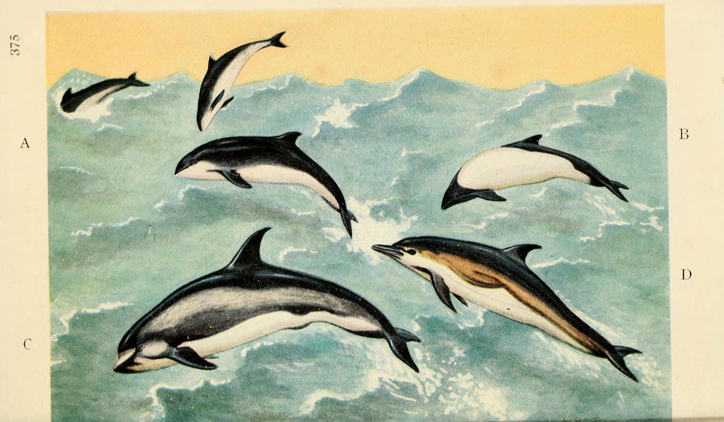 vintage dolphins