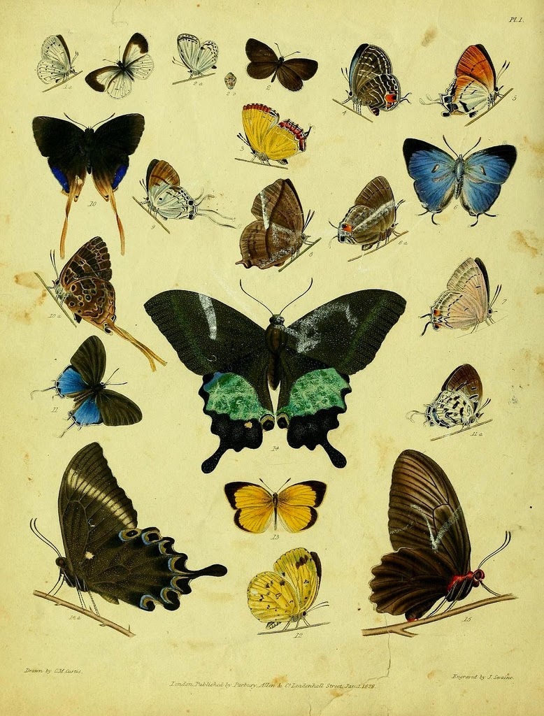 Biodiversity heritage library
