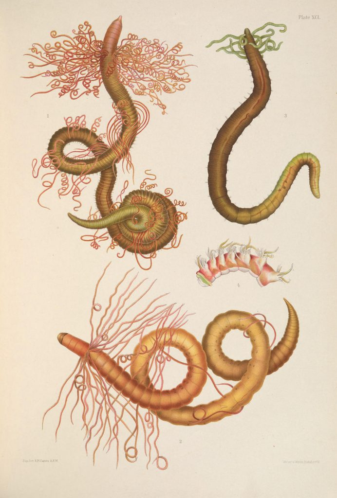 Illustration of Cirratulus tentaculatus, Bristleworm (Cirratulus cirratus), Dodecaceria concharum, and Scolelepis cirratulus.