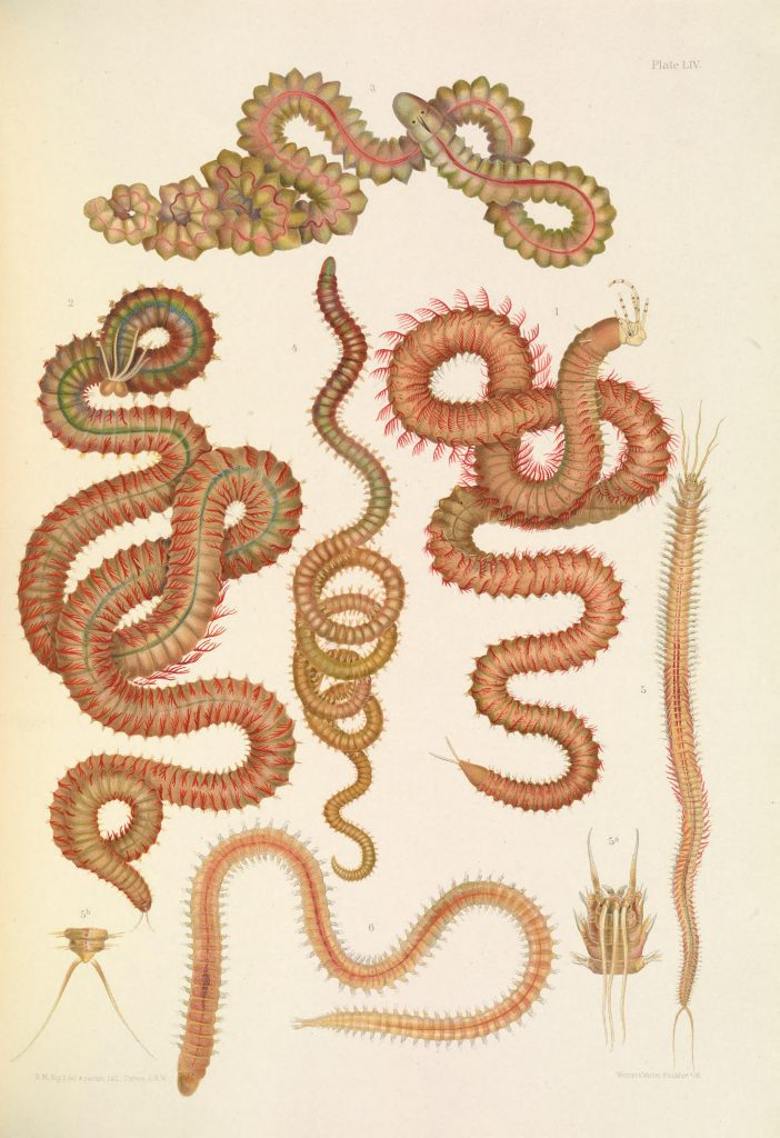 Illustration of Eunice, Red Gilled Marphysa (Marphysa sanguinea), Nematonereis unicornis, Opal Worm (Arabella iricolor), Bristleworm (Hyalinoecia tubicola), and Lumbrineris latreilli.