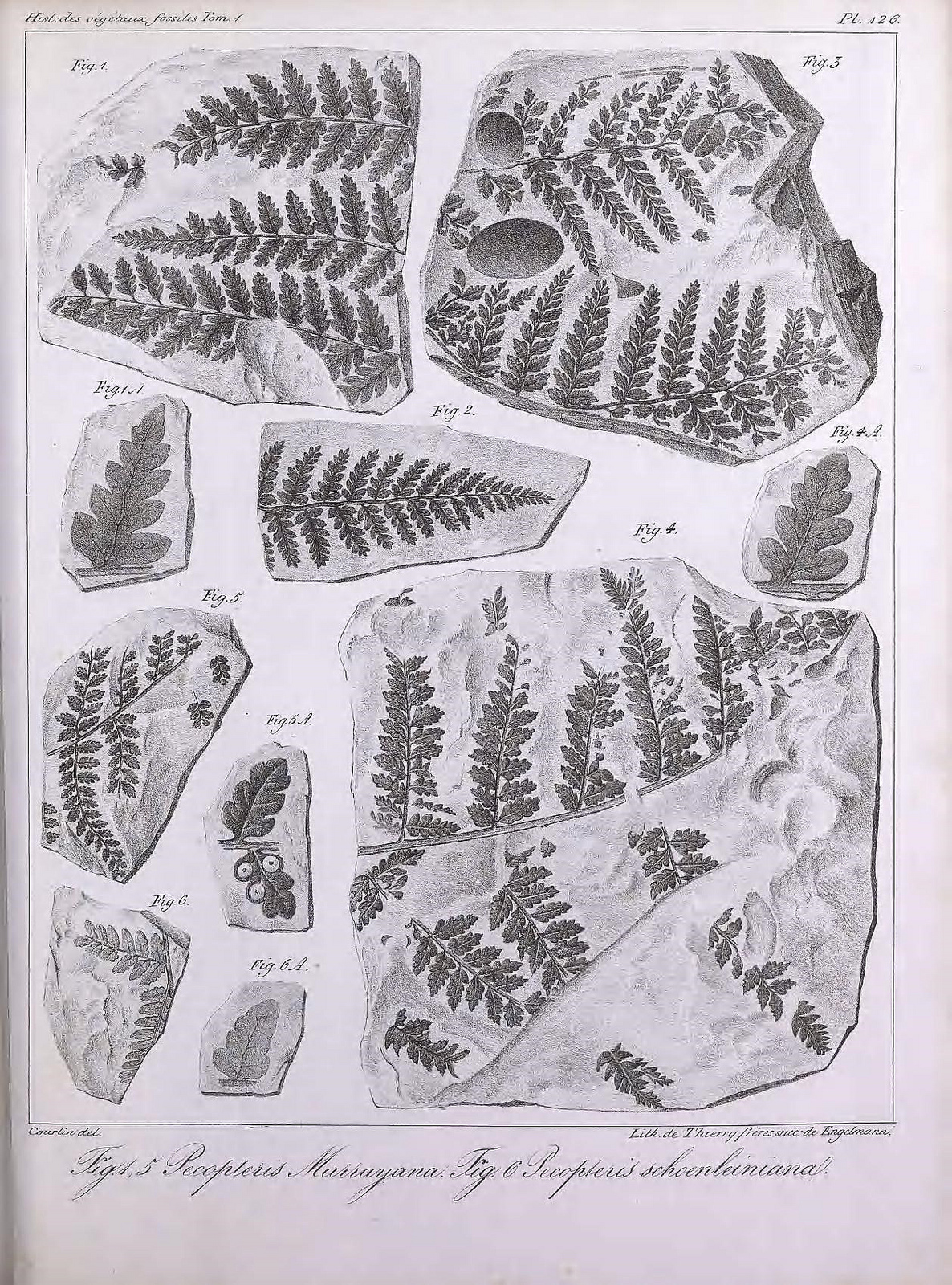 The Roots Of Paleobotany Brongniart And Fossil Plants Biodiversity Heritage Library