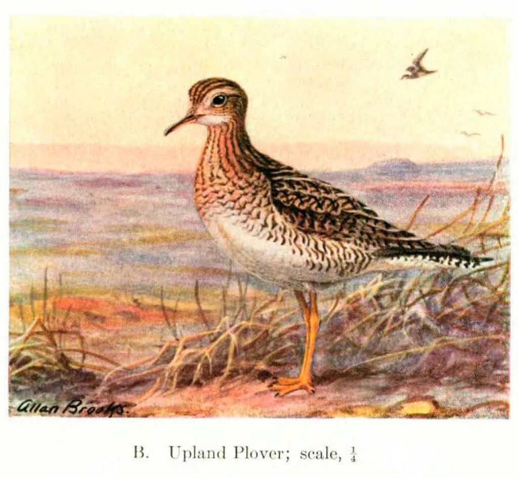illustration of upland plover