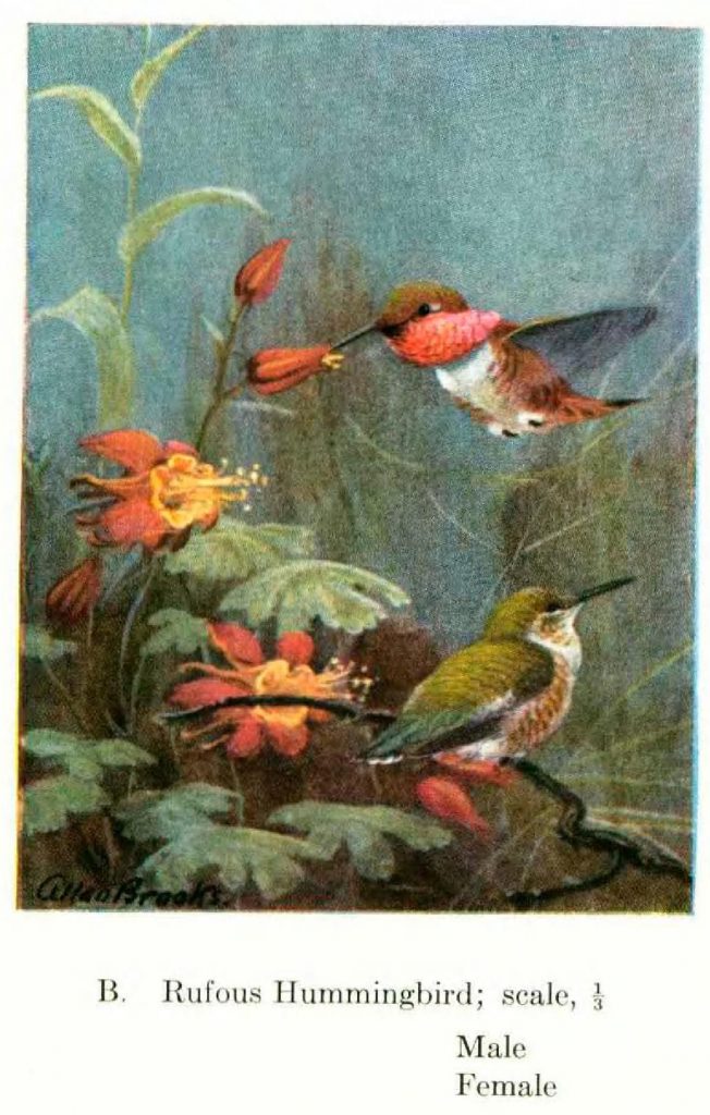 illustration of rufous hummingbird