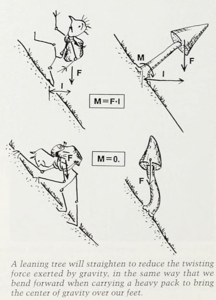 illustration depicting physics of tree growth