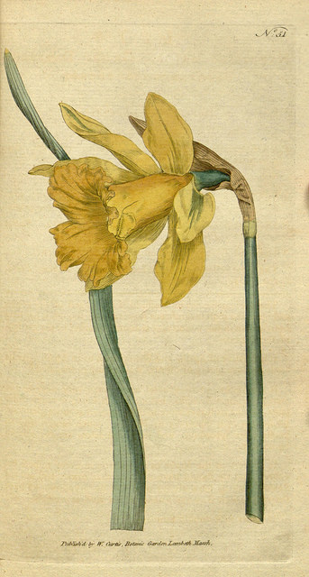 American Daffodil Society Expands Access through BHL and ‘DaffLibrary