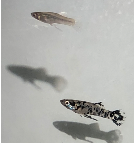 Two small fish swiming.