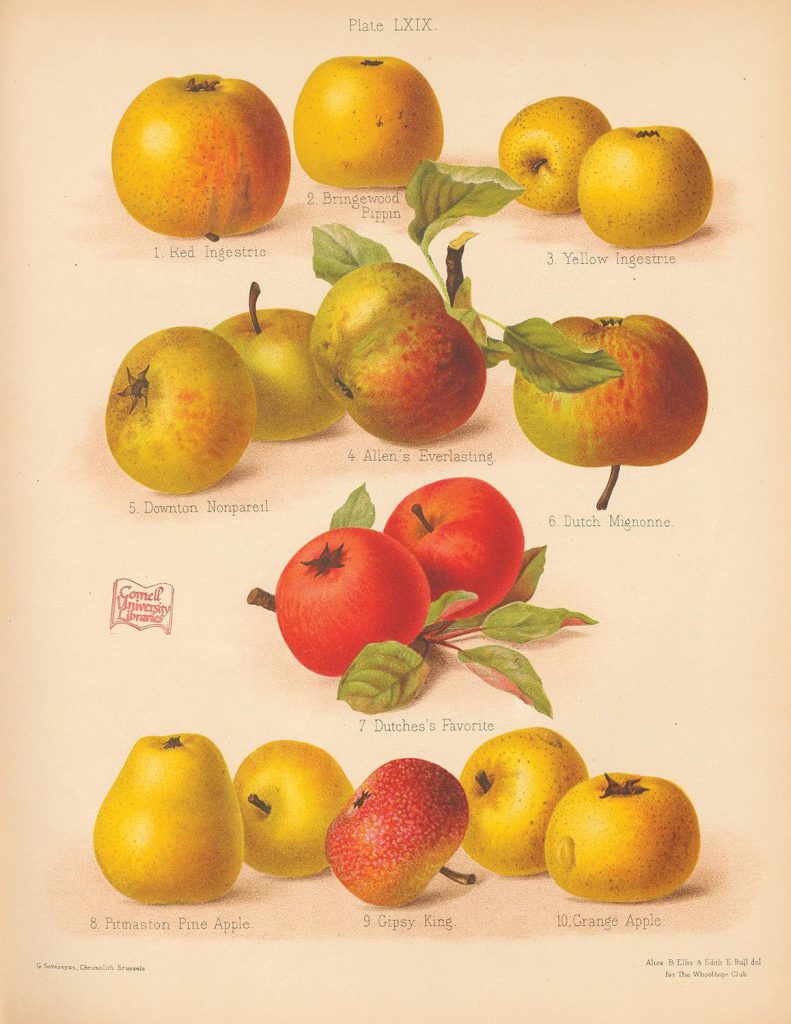 illustrations of apples