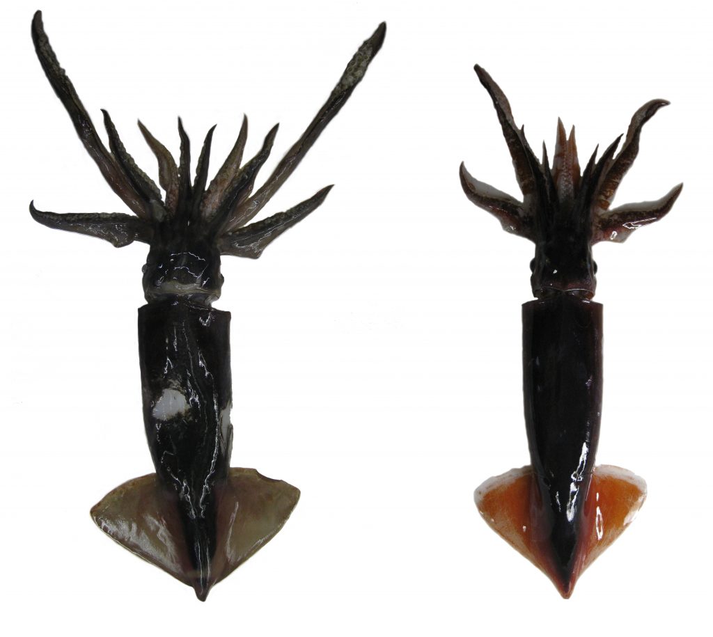 Two Ommastrephes spp. specimens