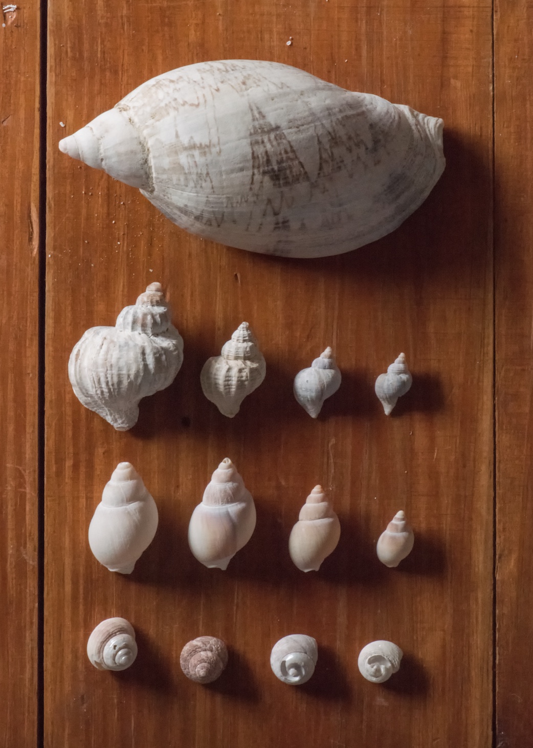 collected shells