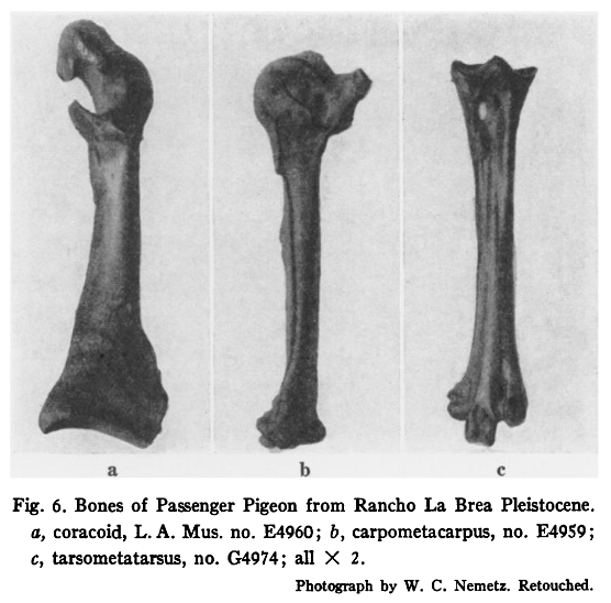 passenger pigeon bones