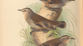 illustration of birds