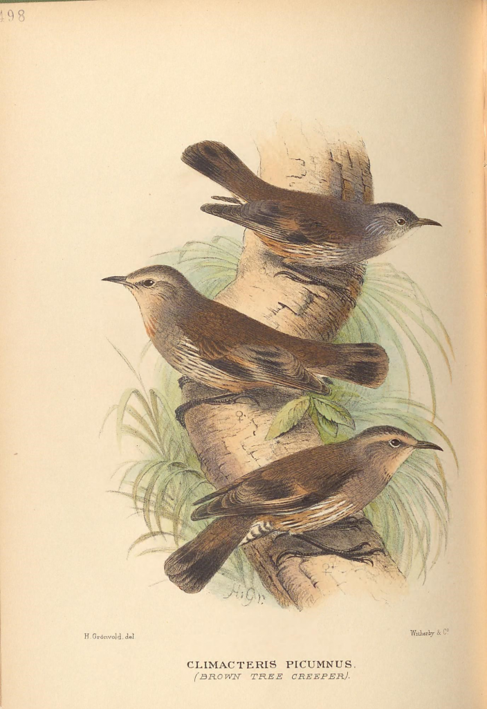 illustration of birds