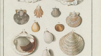illustration of shells