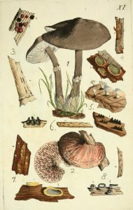 Uncovering Mycological History…One Sketch At A Time – Biodiversity ...