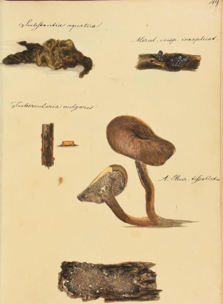 fungi illustration