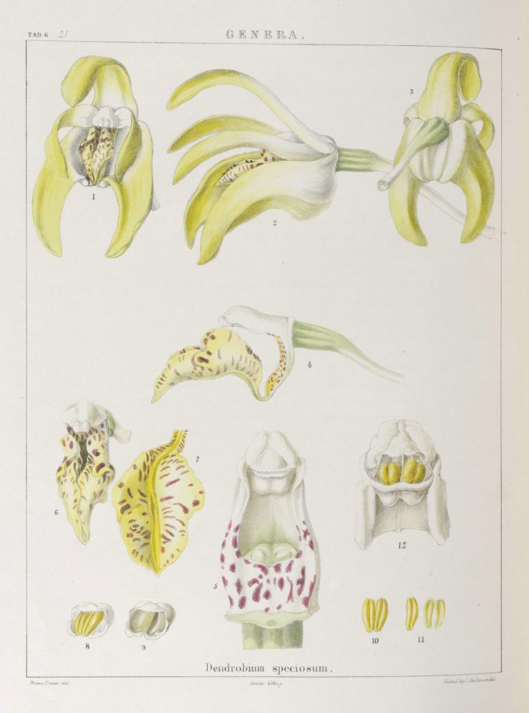 Illustrations of Orchidaceous plants