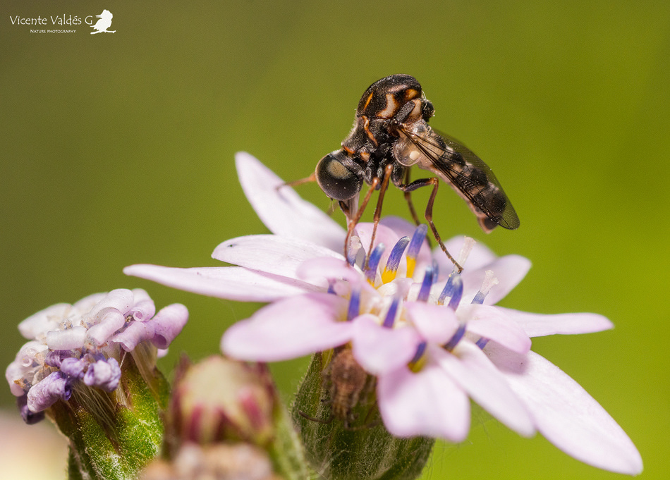 Photo of a spider fly on a flower.