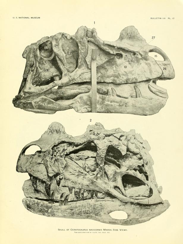 Illustration of a dinosaur skull