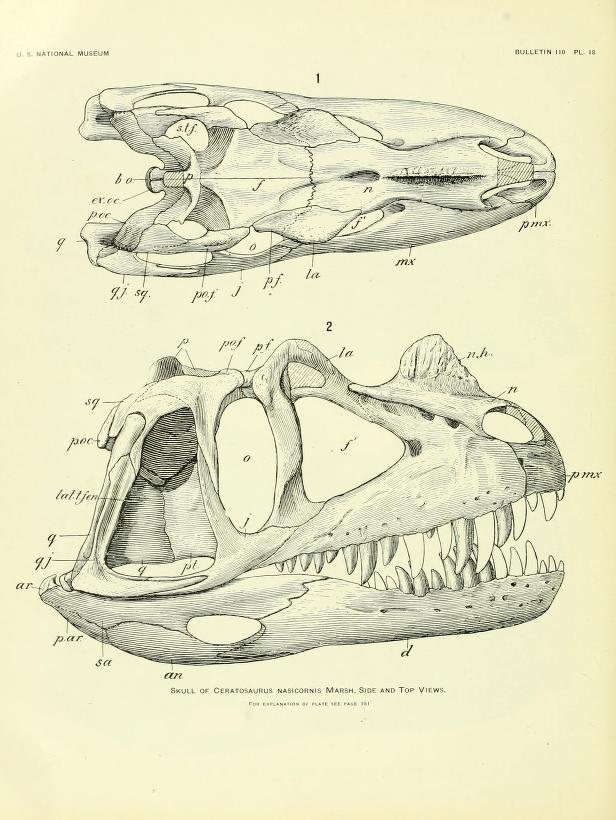 Illustration of a dinosaur skull