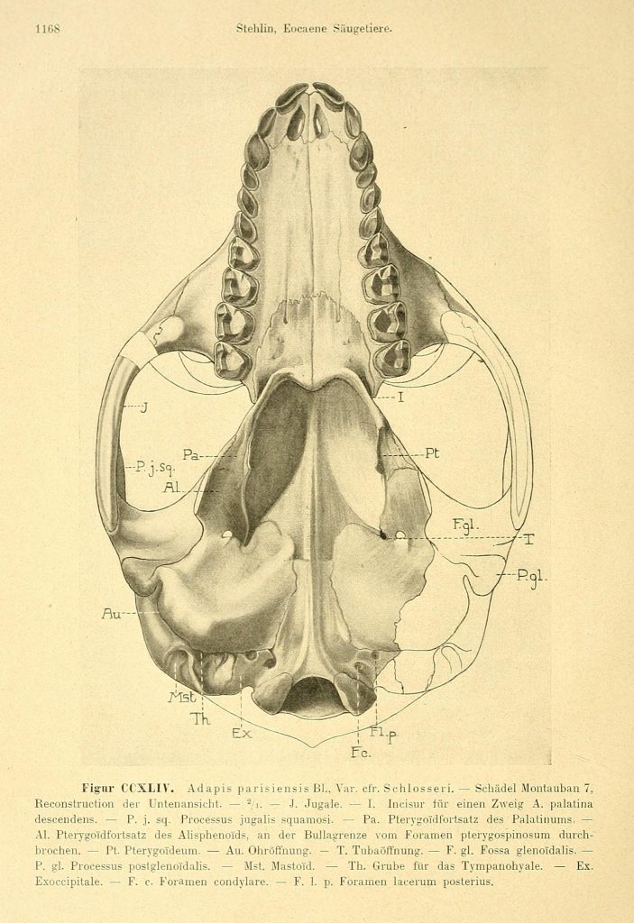 Illustration of a fossil skull