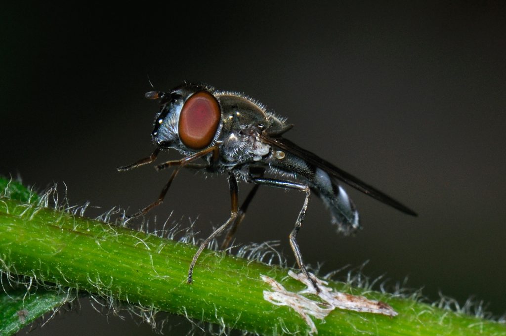 photo of a flower fly