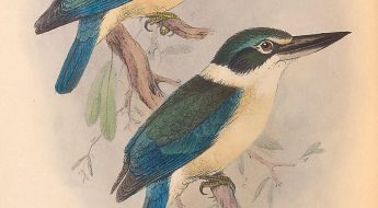 illustration of blue and green birds