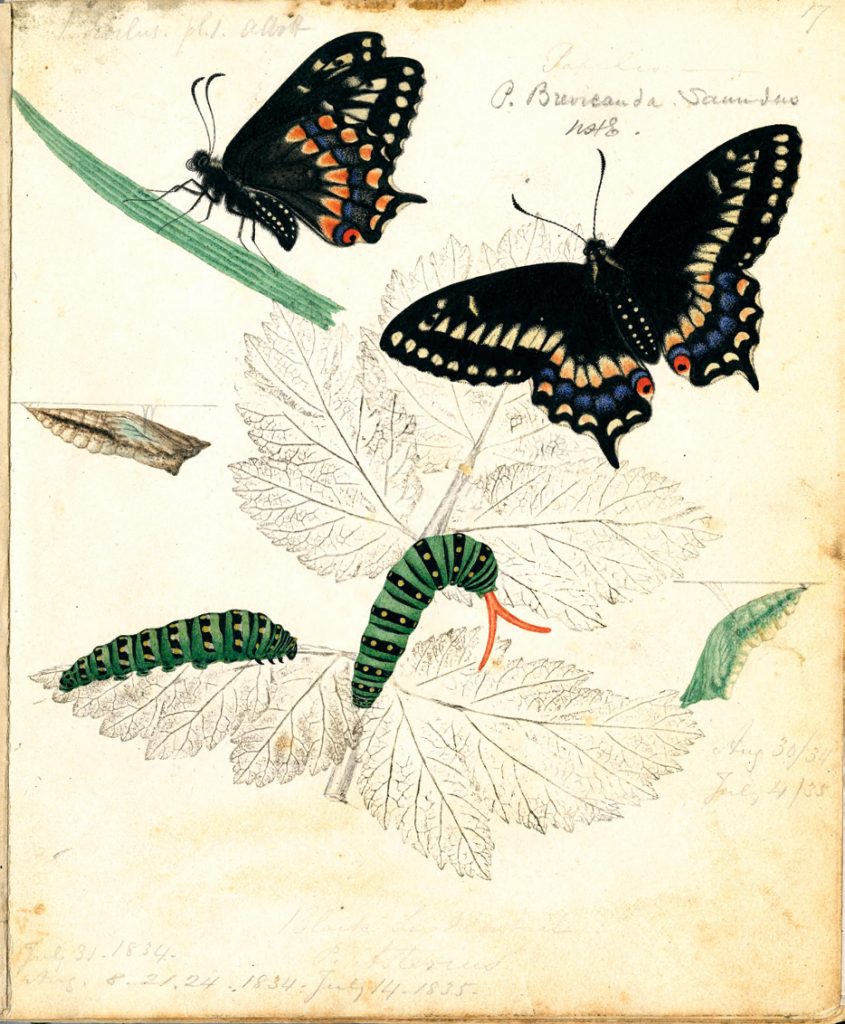 butterflies and caterpillars on plants