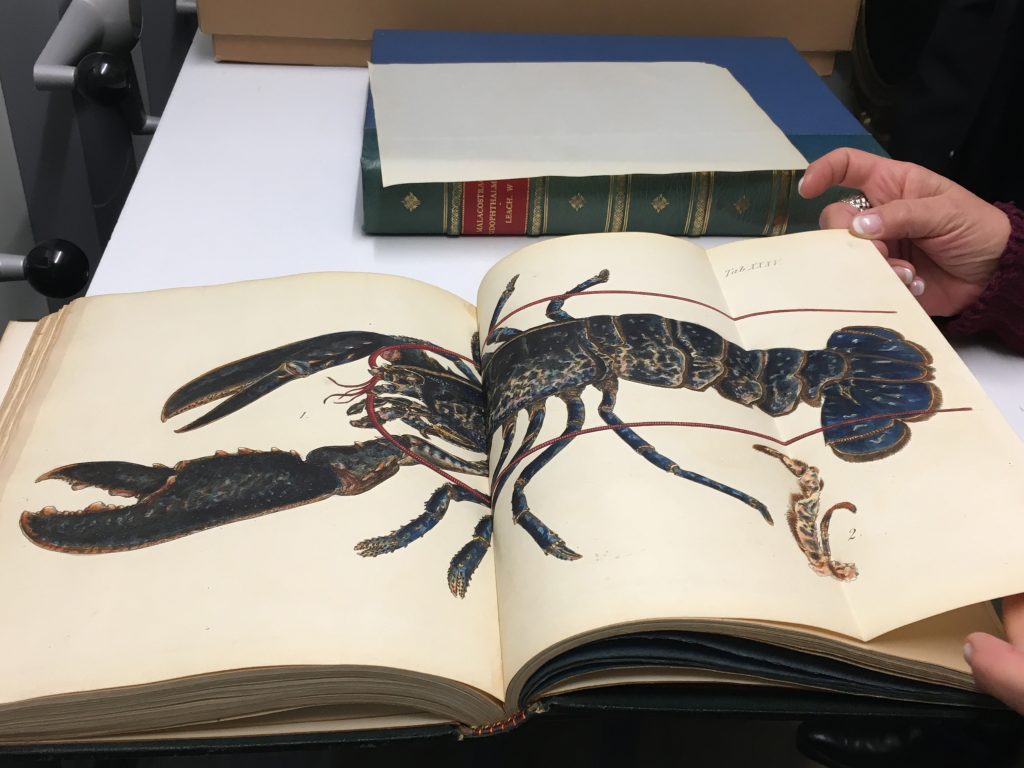 drawing of a lobster in a book,