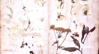 sheet of dried plant specimens