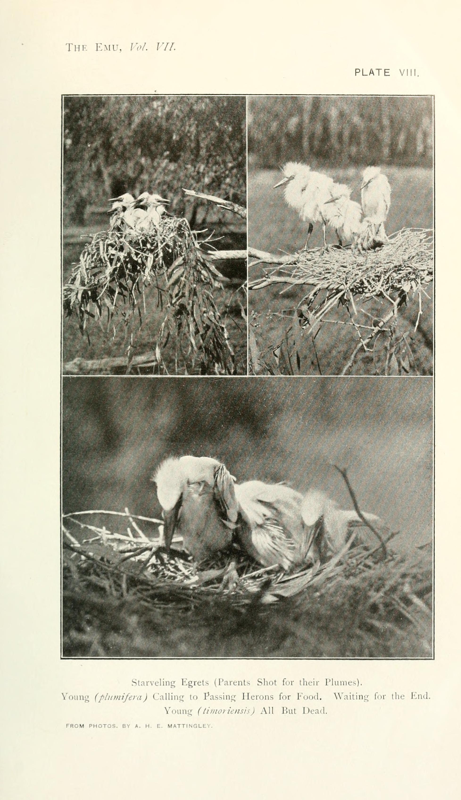 Orphaned baby egrets at nests begging for food.