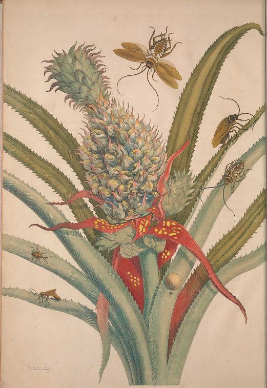 illustration of a pineapple with cockroaches