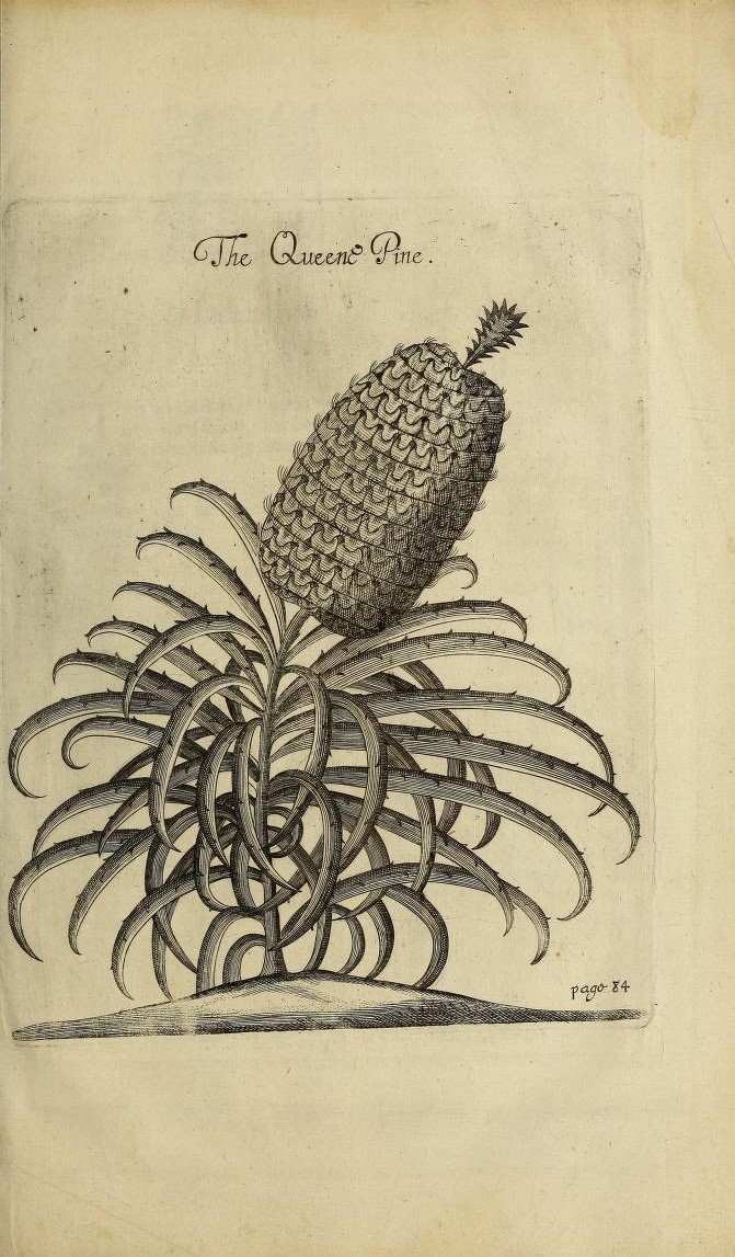 woodcut of a pineapple