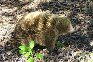 Tasting Platypus Milk: Linking Specimens and Stories – Biodiversity ...