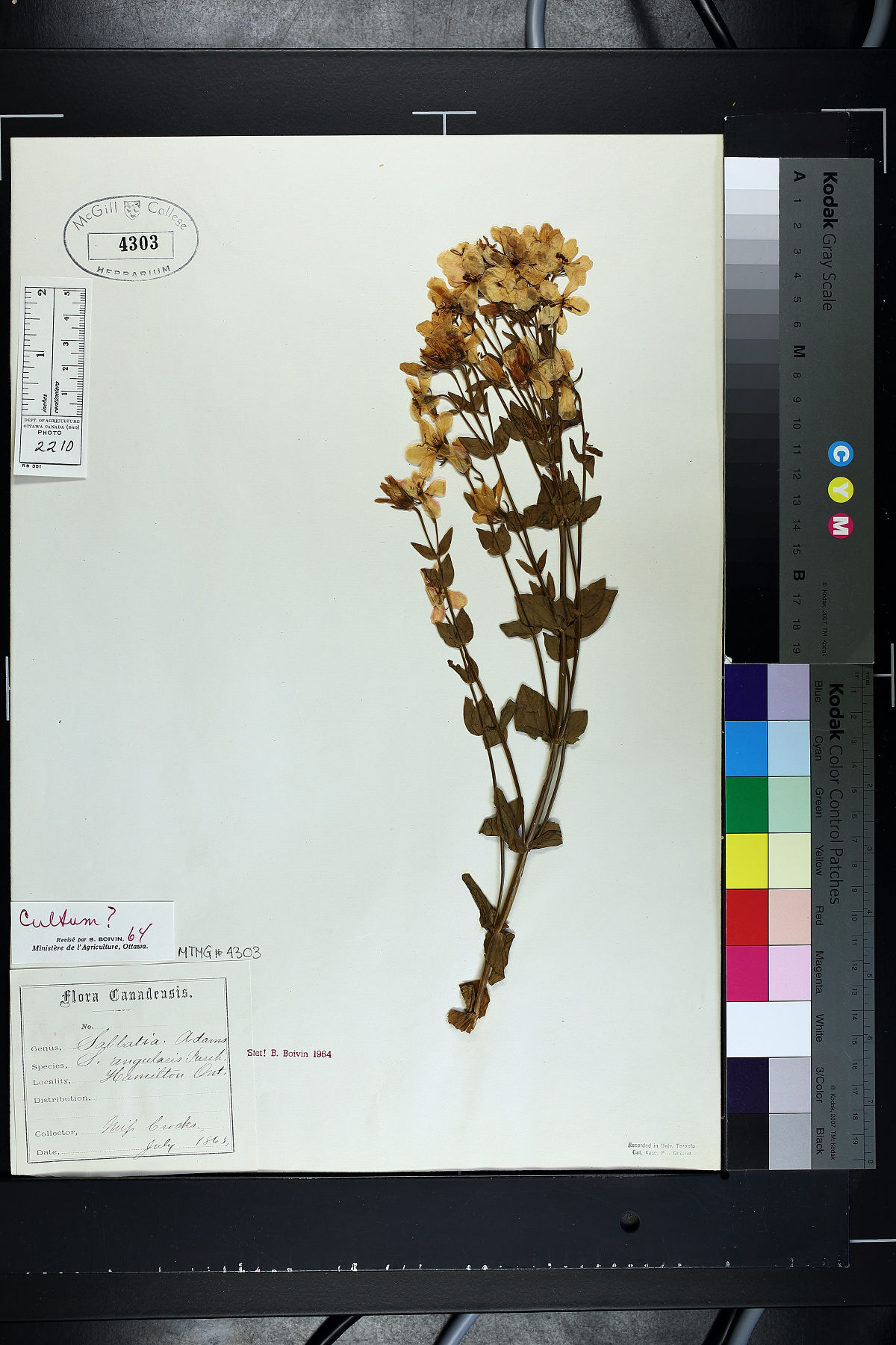 Photo of a yellow flower specimen on a herbarium sheet