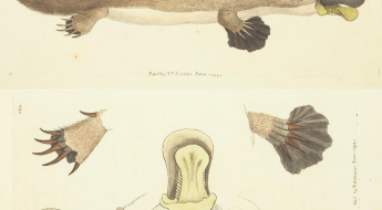 illustrations of the platypus
