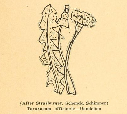 Taraxacum officinale -Dandelion, after Strasburger, Schenck, Schimper, Biodiversity Heritage Library.