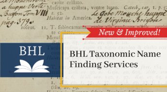 New and improved BHL name finding services