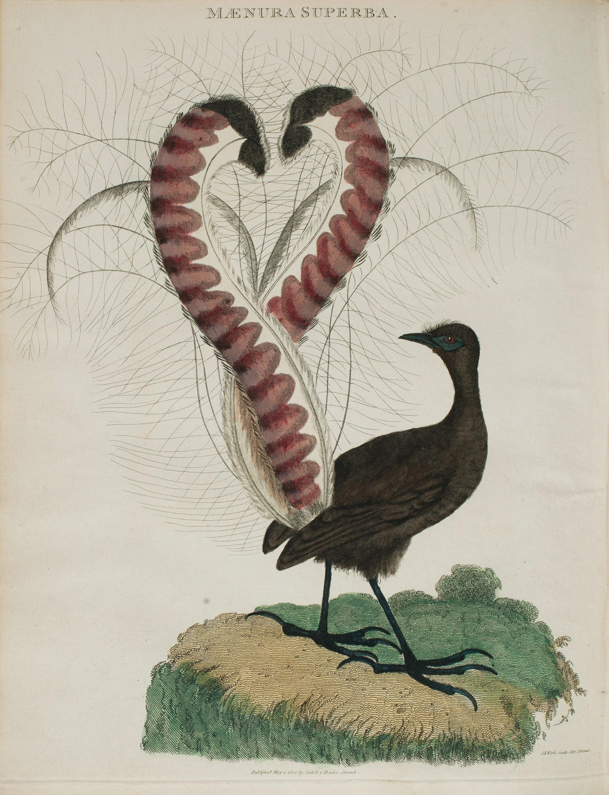 A brown bird with long, pink tail feathers illustrated on a grassy platform