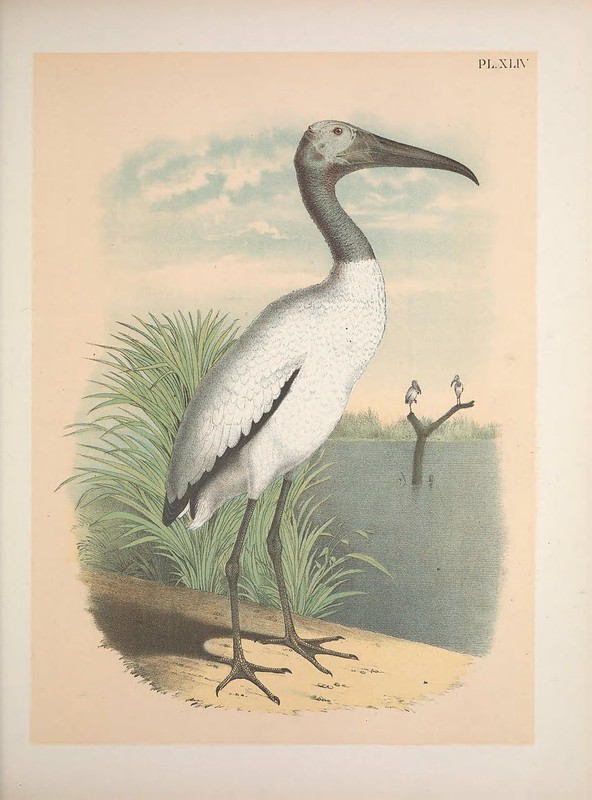 A large bird with a black head and feet and a white body standing on a sandy shoreline looking out at a pond. Green grass is behind the bird and in the pond, a branch extends from the water and two other birds sit on it.