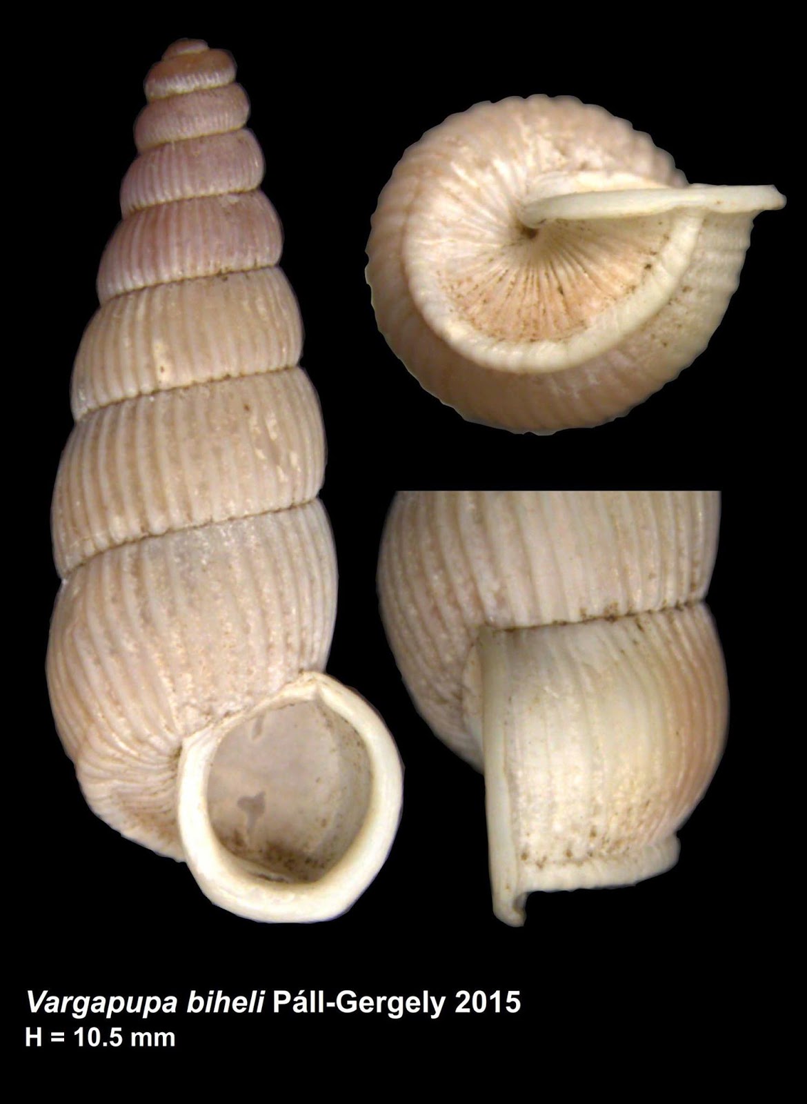 one full and two dissected shells, in a light cream color against a black background