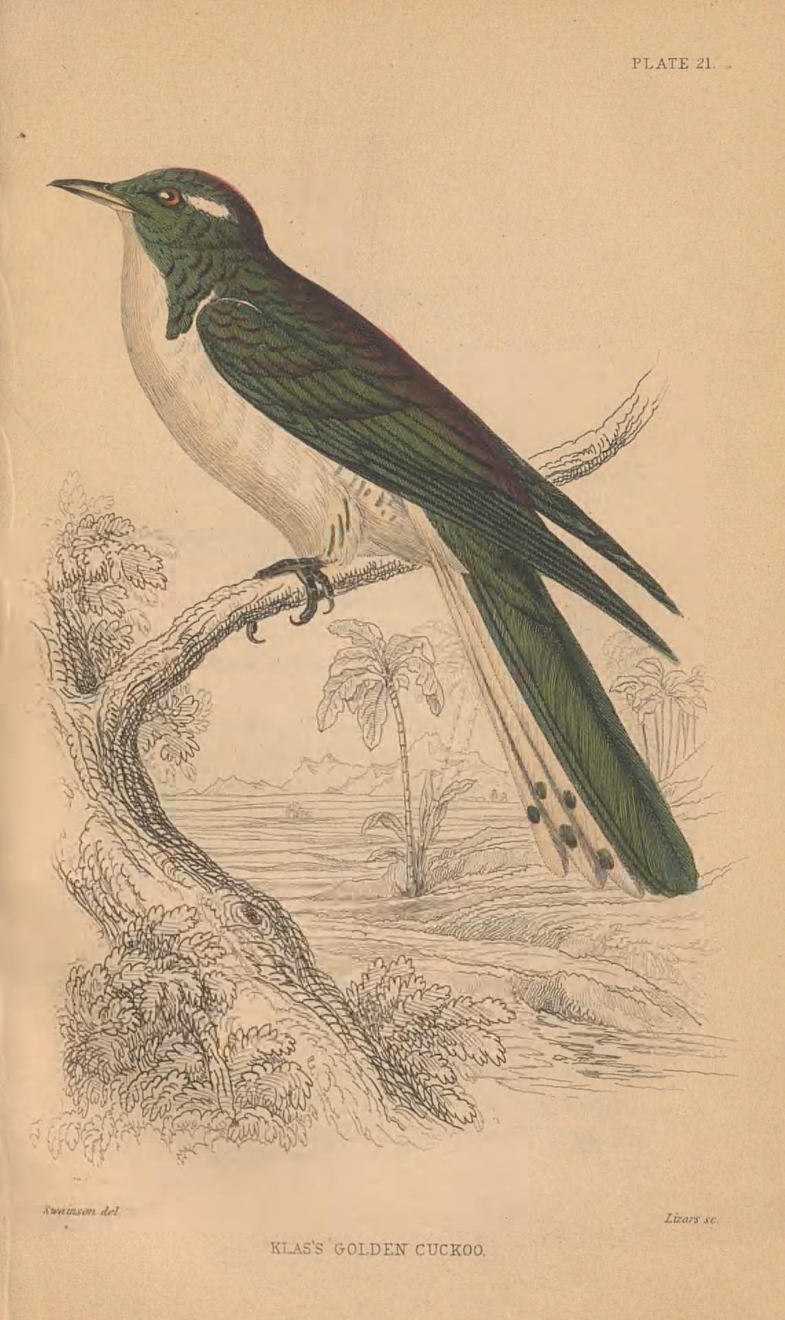 white and green bird sitting atop a black and white sketch of a branch