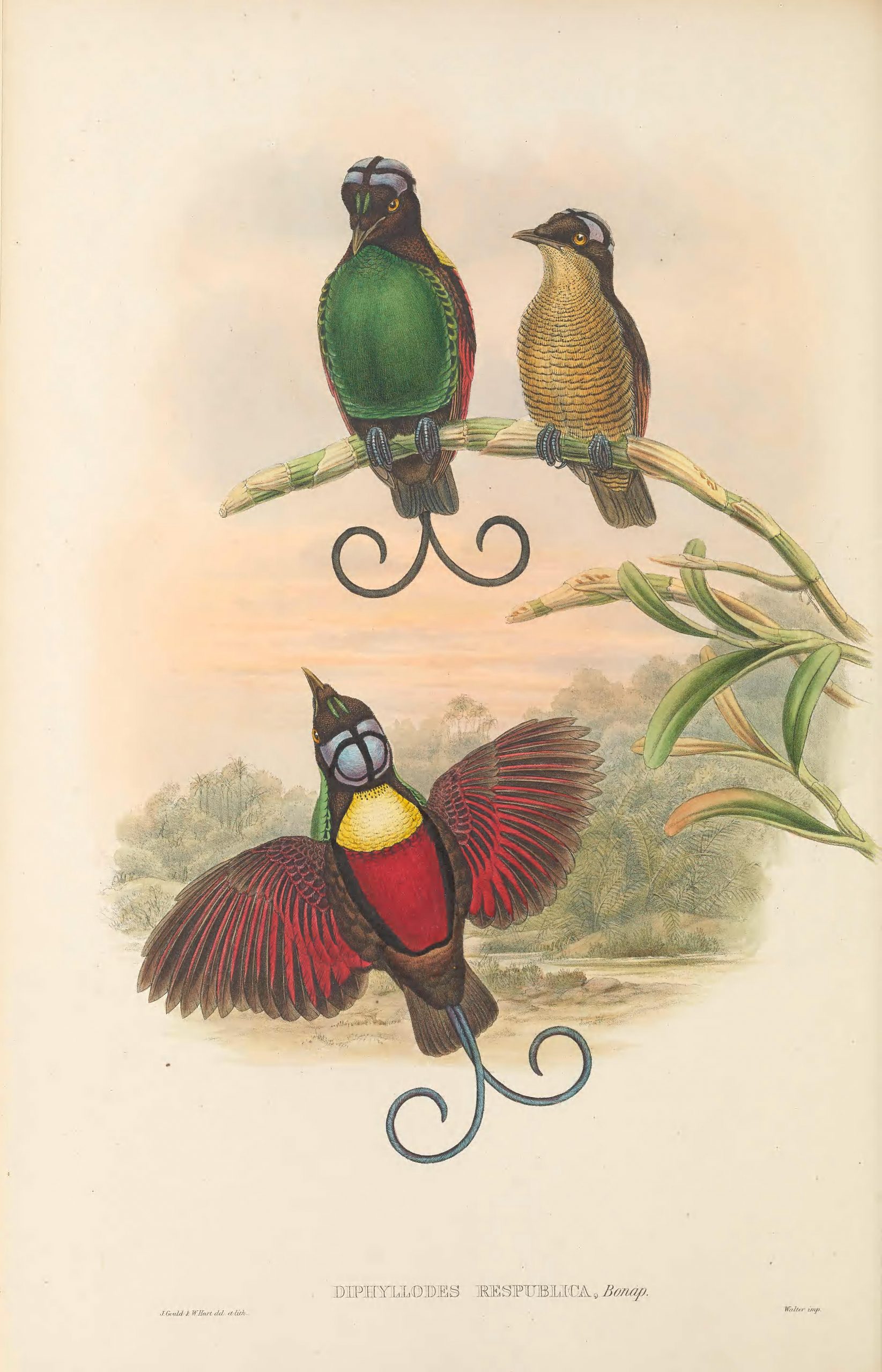 three birds, one red and in flights, one green, one yellow, the latter two seated on a branch